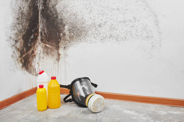Best Mold Cleaning Services  in Twin Lake, MI