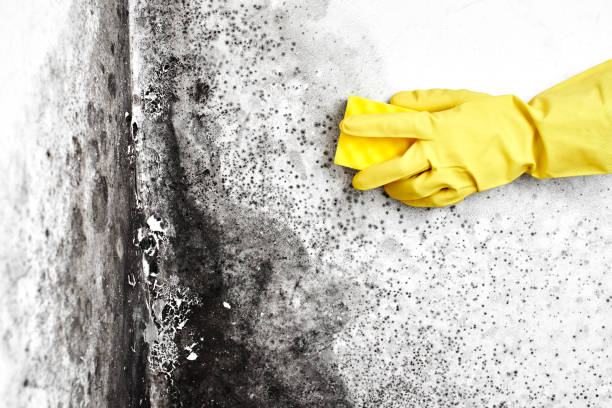 Best Mold Remediation  in Twin Lake, MI