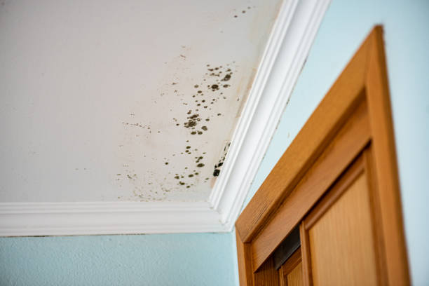 Best Mold Cleaning Services  in Twin Lake, MI