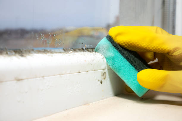 Best Same-Day Mold Removal  in Twin Lake, MI