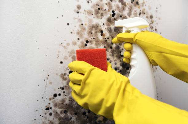 Best Water Damage Restoration  in Twin Lake, MI