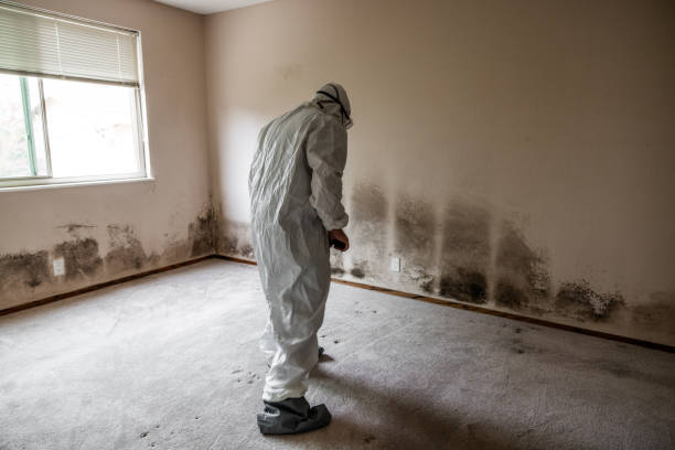 Best Fast Mold Removal  in Twin Lake, MI
