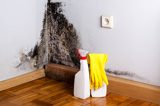 Best Attic Mold Removal  in Twin Lake, MI