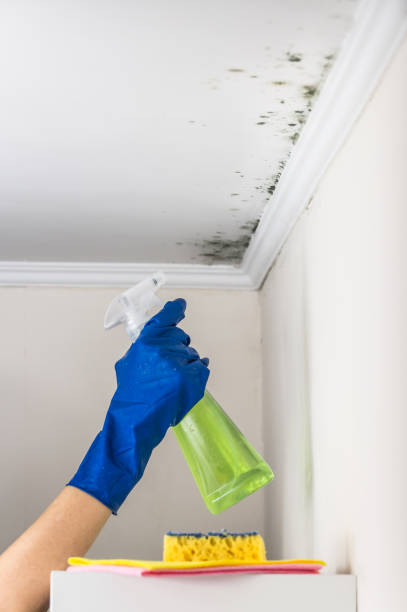 Best Mold Removal Company Near Me  in Twin Lake, MI
