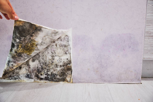 Best Mold Damage Repair  in Twin Lake, MI